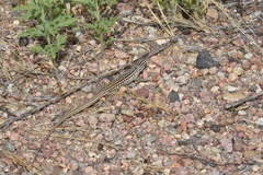 Aspidoscelis neotesselatus