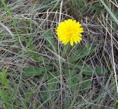 Taraxacum bessarabicum