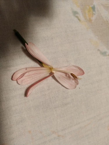 Image of Geissorhiza bonae by (c) De Waal Hugo, some rights reserved (CC BY)