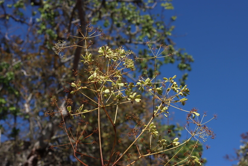 Carrot Tree (Steganotaenia araliacea)