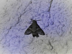 Macroglossum assimilis