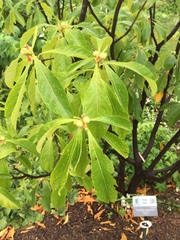 Franklinia