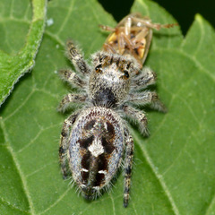 Phidippus putnami