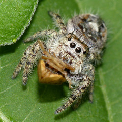 Phidippus putnami