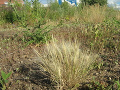 Hordeum jubatum