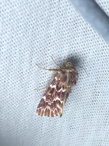 Leadplant Flower Moth photo 4
