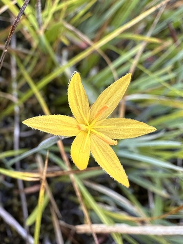 Image of Sisyrinchium elmeri by (c) Matt Berger, some rights reserved (CC BY)