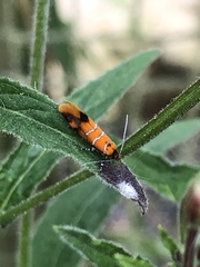 Promalactis procerella