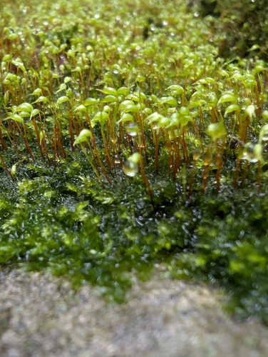 Image of Rhynchostegium confertum by no rights reserved