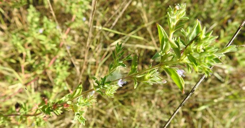 Image of Trichostema coeruleum by (c) saltyhiker, some rights reserved (CC BY)