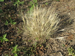 Hordeum jubatum