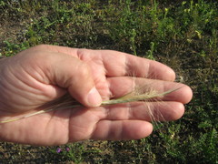 Hordeum jubatum