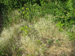 Hordeum jubatum