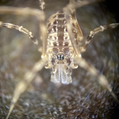 Dicranopalpus pulchellus