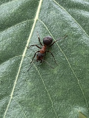 Formica polyctena × rufa