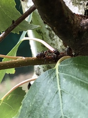 Formica polyctena × rufa
