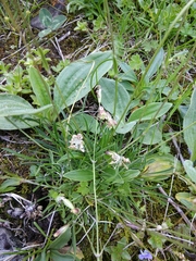 Silene saxatilis