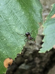 Formica polyctena × rufa