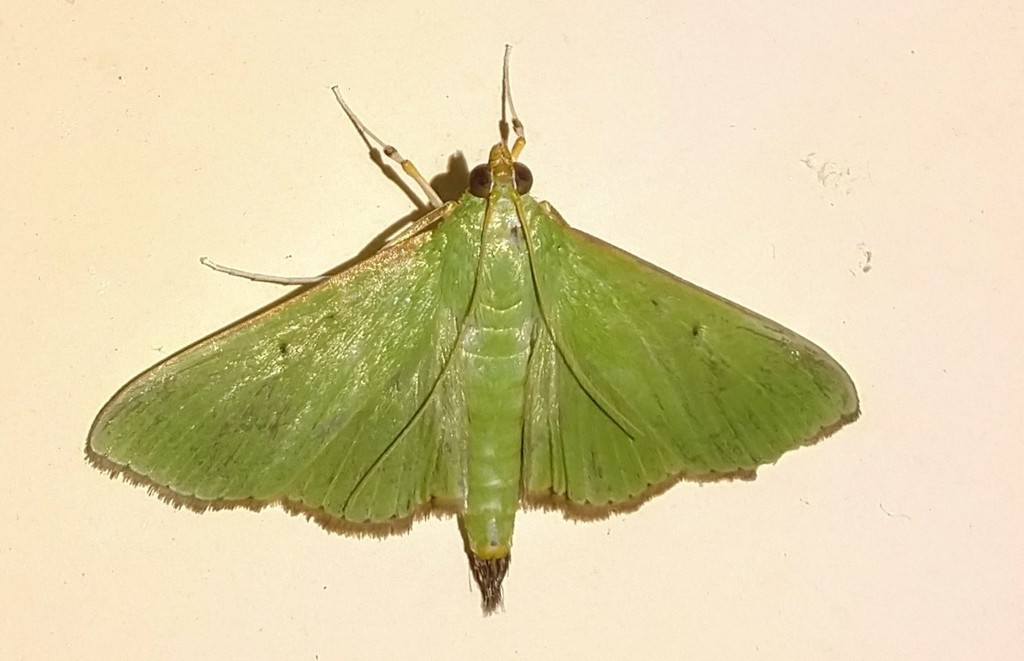 Parotis athysanota