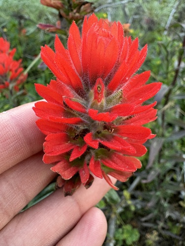 Coast Indian paintbrush (Castilleja affinis)