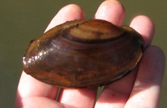 Potamilus amphichaenus