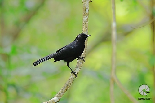 Black Catbird