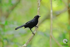 Black Catbird photo 3