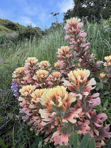 Coast Indian paintbrush (Castilleja affinis)