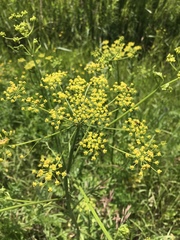 Pastinaca