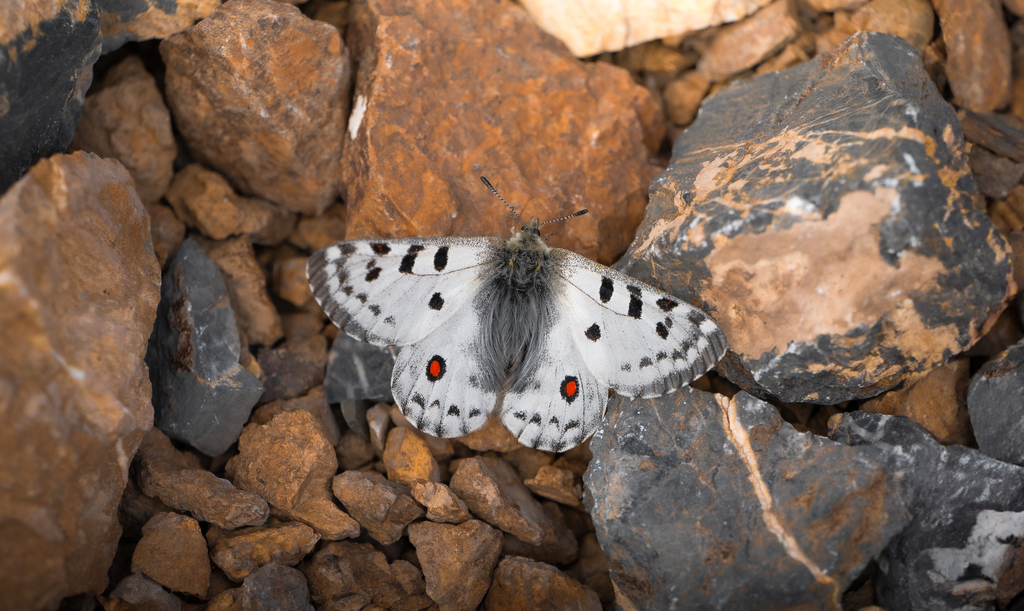 Scarce Red Apollo in July 2024 by james_qiii · iNaturalist
