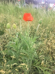 Papaver × pseudo-orientale