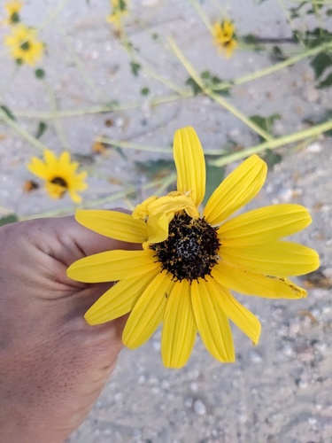 Neglected Sunflower (Helianthus neglectus)