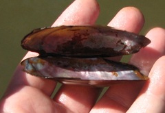 Potamilus amphichaenus