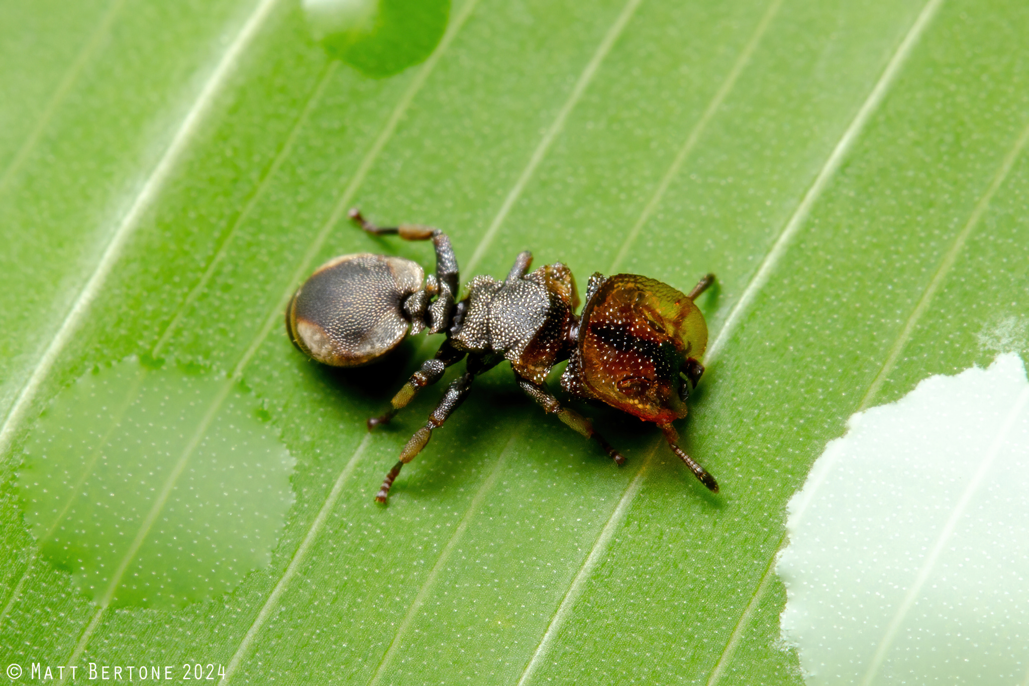 Cephalotes scutulatus