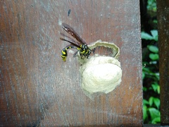 Phimenes flavopictus formosanus