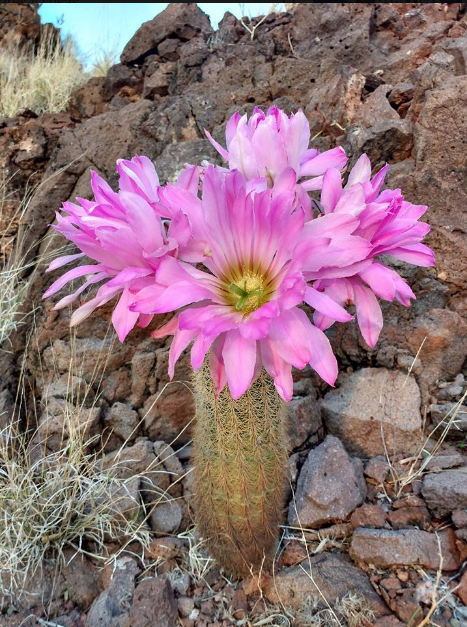 Echinocereus scopulorum