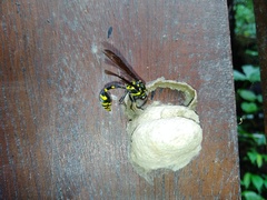 Phimenes flavopictus formosanus