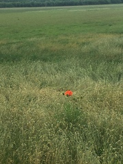 Papaver × pseudo-orientale