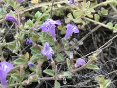 Hedeoma diffusa