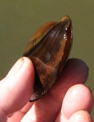 Potamilus amphichaenus