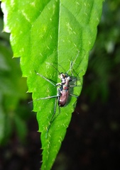 Cylindera psilica