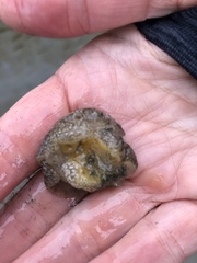 Pleurobranchaea maculata