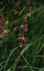 Dodecatheon