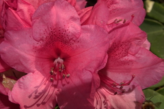 Rhododendron × hybridum