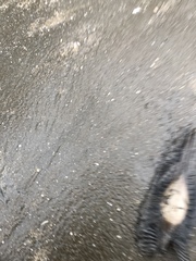 Callorhinchus callorynchus