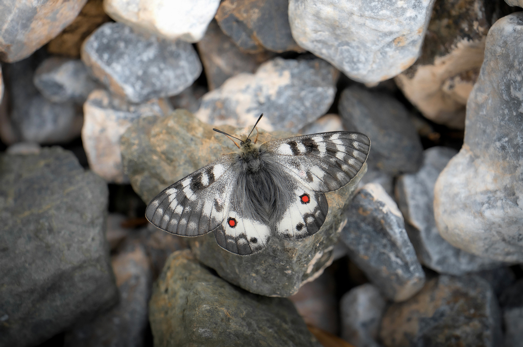 Parnassius staudingeri