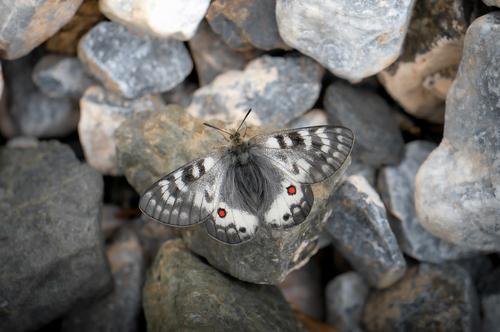 Parnassius staudingeri