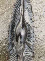 Callorhinchus callorynchus