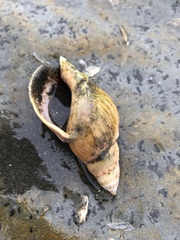 Buccinanops cochlidium