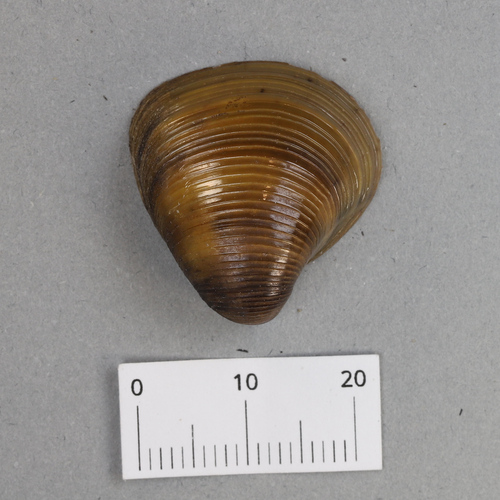 Toegeknepen korfmossel, Berlin, Deutschland, photo 7 of 10